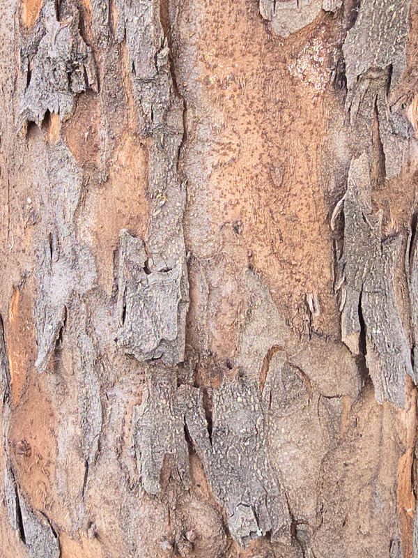 კომშის ქერქი (Quince Bark)