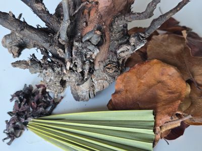 ხეები, ფესვები და ფოთლები