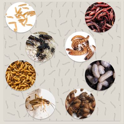 ცოცხალი მწერები