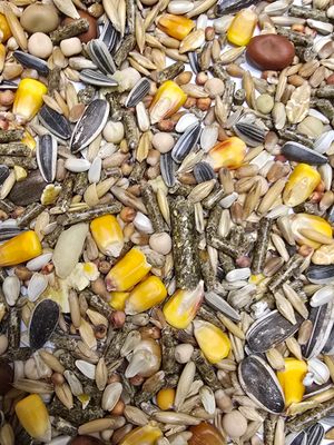 მღრღნელები