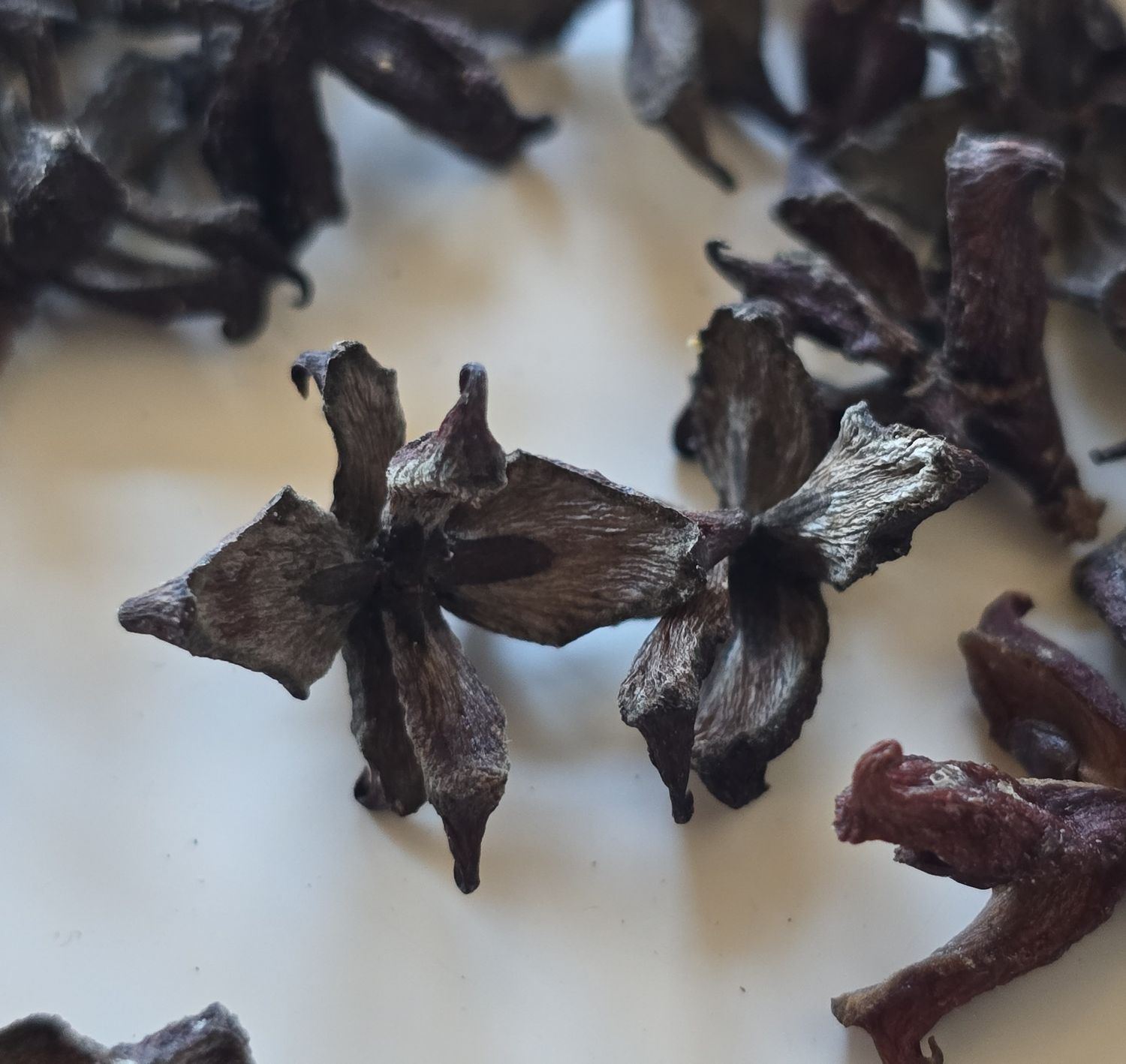 ტუიას გირჩები (Thuja Cones)