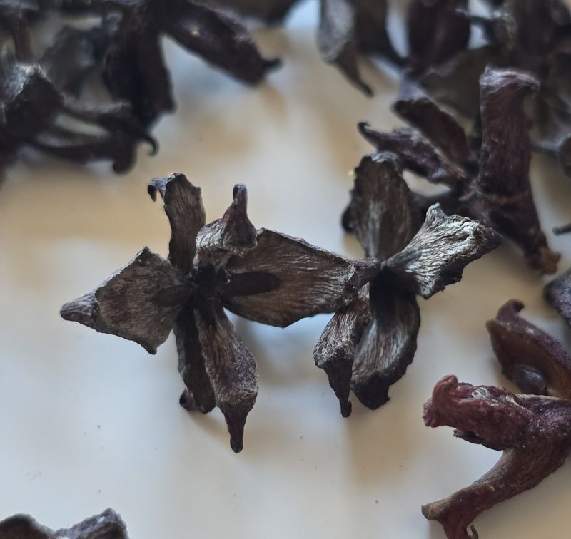 ტუიას გირჩები (Thuja Cones)