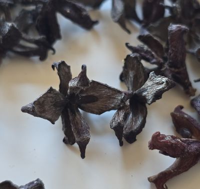 ტუიას გირჩები (Thuja Cones)