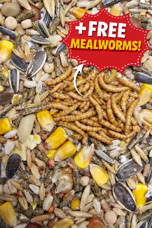 ზაზუნას საკვები + საჩუქრად გამშრალი ფეტვის ჭია (სნექი)