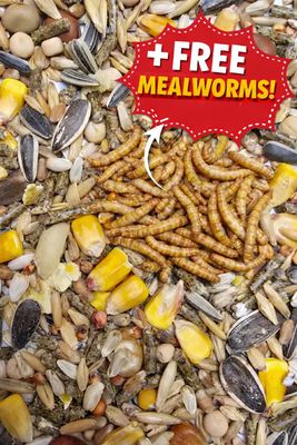 ზაზუნას საკვები + საჩუქრად გამშრალი ფეტვის ჭია (სნექი)