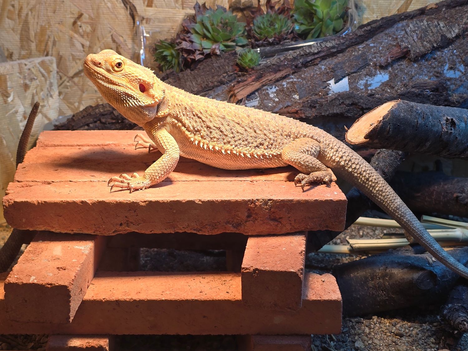 დახერხილი აგური