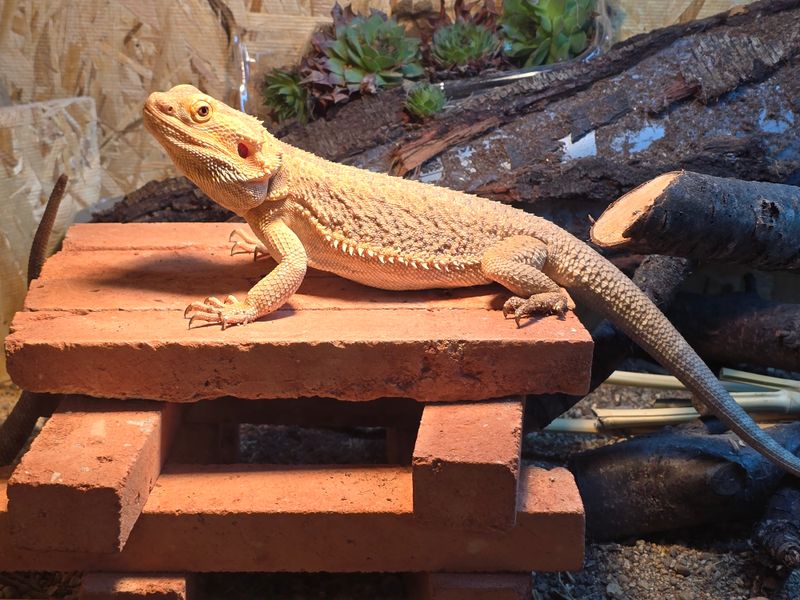 დახერხილი აგური