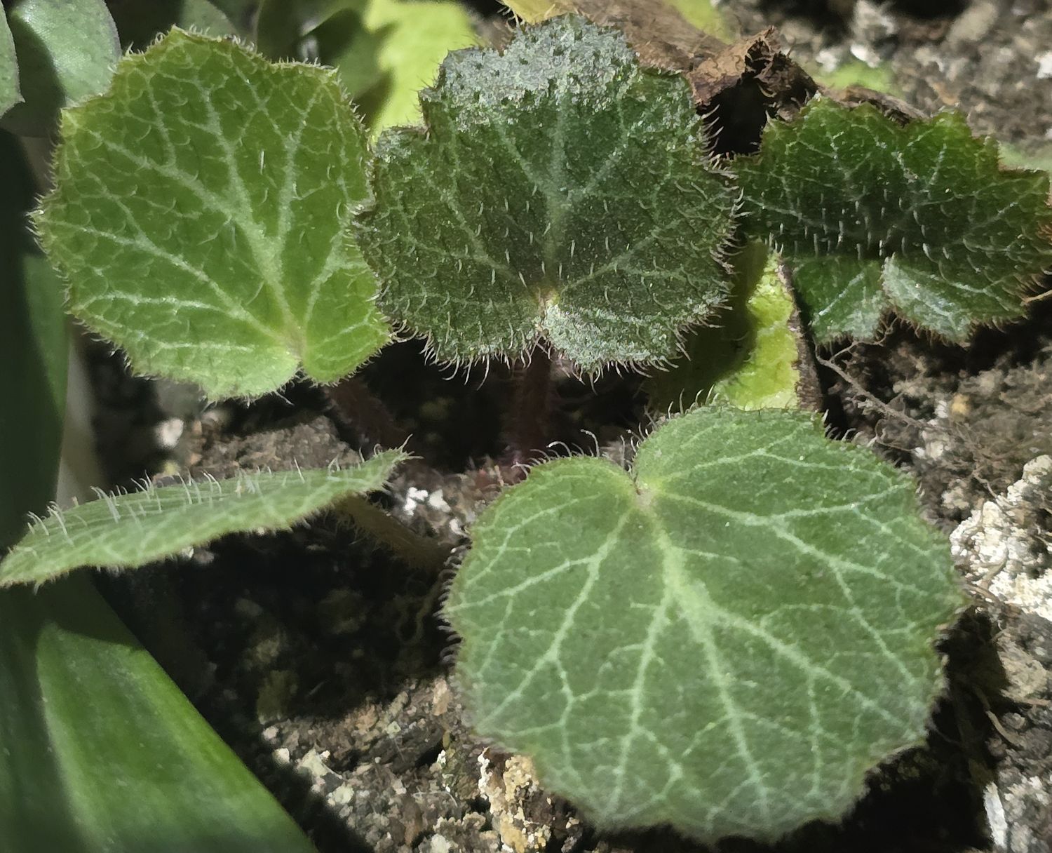 ქვატეხია, საქსიფრაგა, Saxifraga stolonifera, Strawberry Begonia