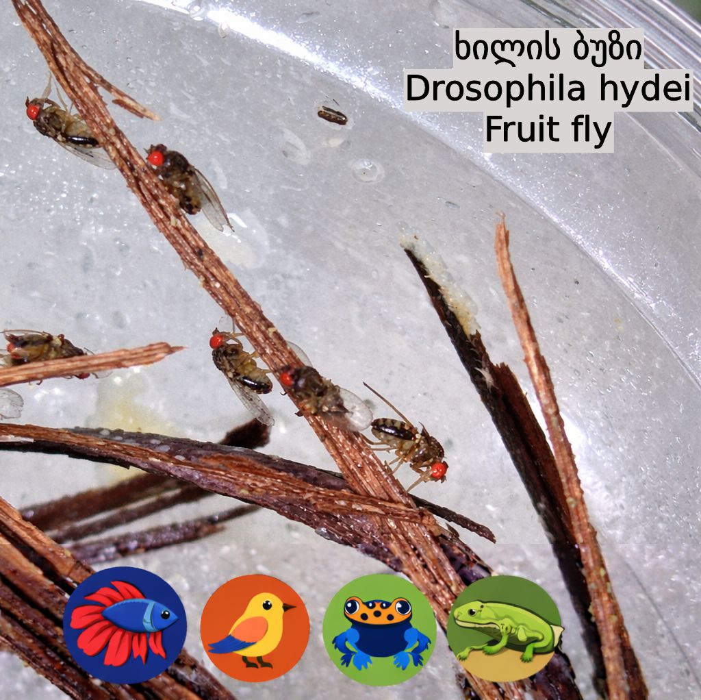 ხილის ბუზი - Drosophila hydei - Fruit fly
