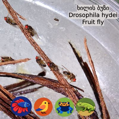 ხილის ბუზი - Drosophila hydei - Fruit fly
