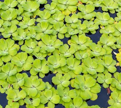 პისტია, წყლის სალათა, water lettuce - 5 ძირი