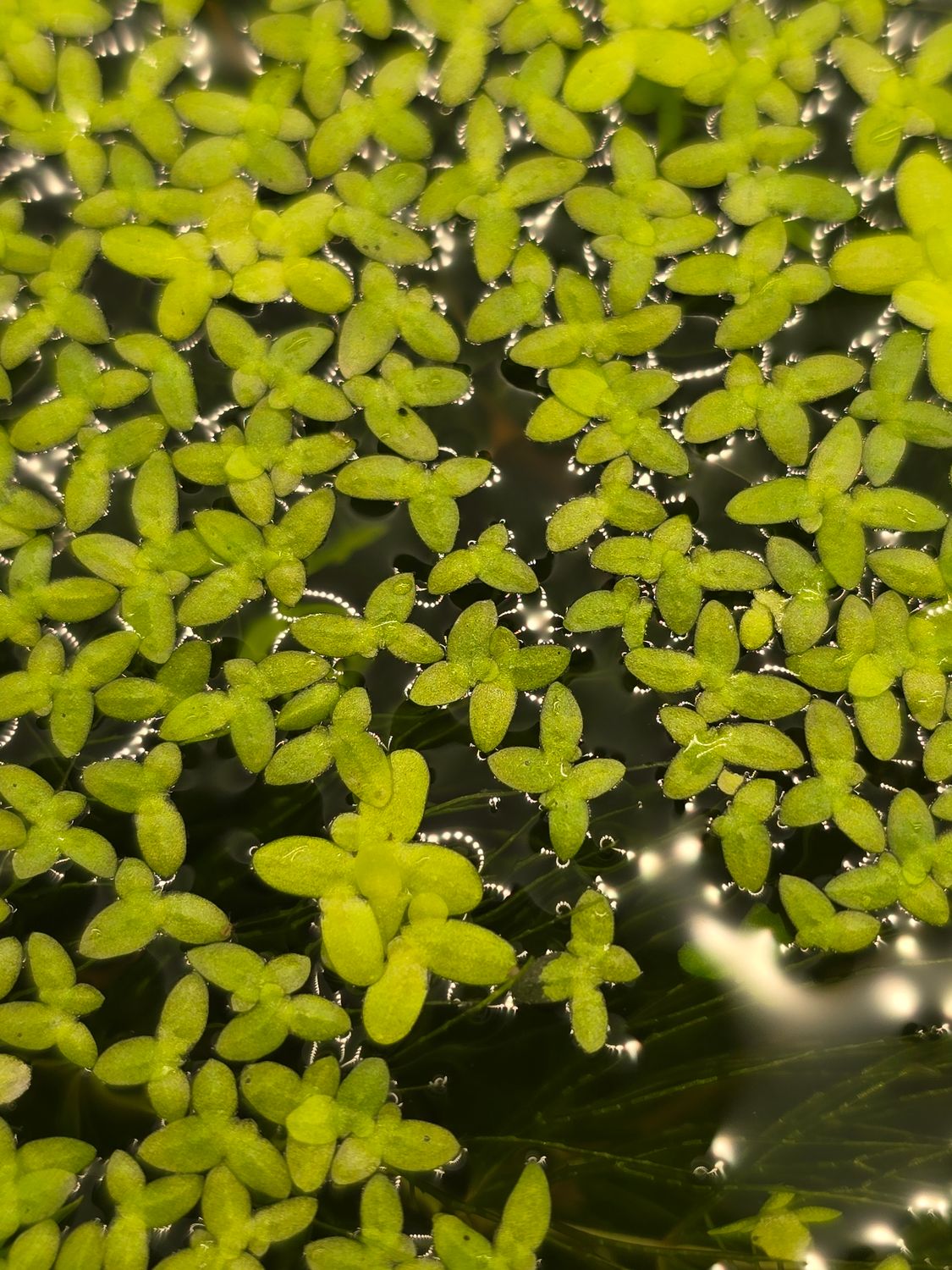 ლემნა — Lemna sp. (Duckweed)