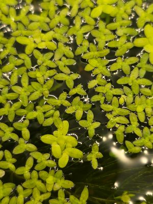 ლემნა — Lemna sp. (Duckweed)