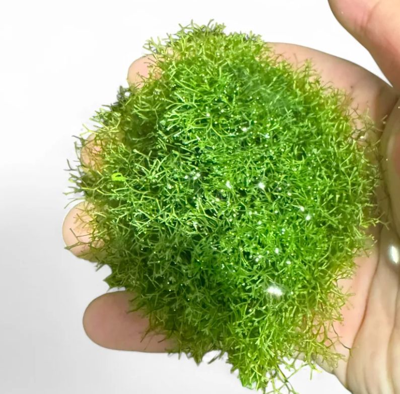 ხავსი რიჩია (Riccia fluitans)