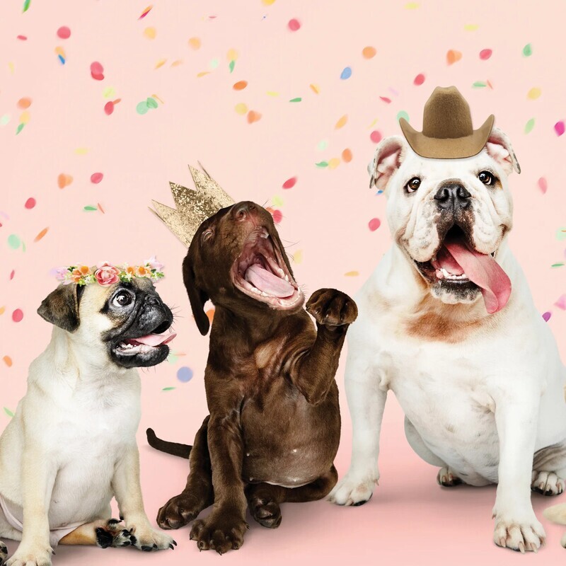 Good Vibes Dog Hat Pack, 3ct