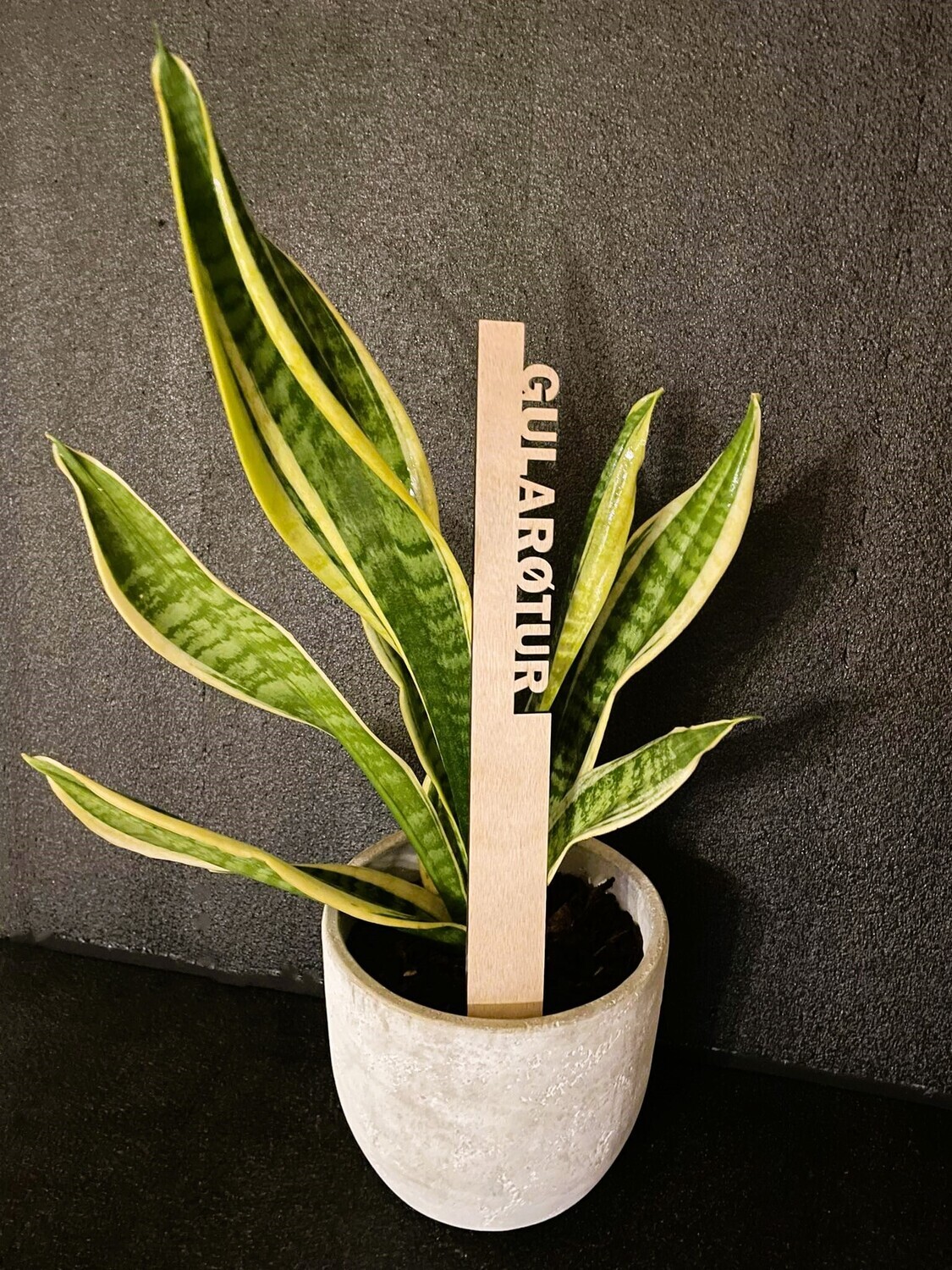 Urtapinnar uml. 35 cm