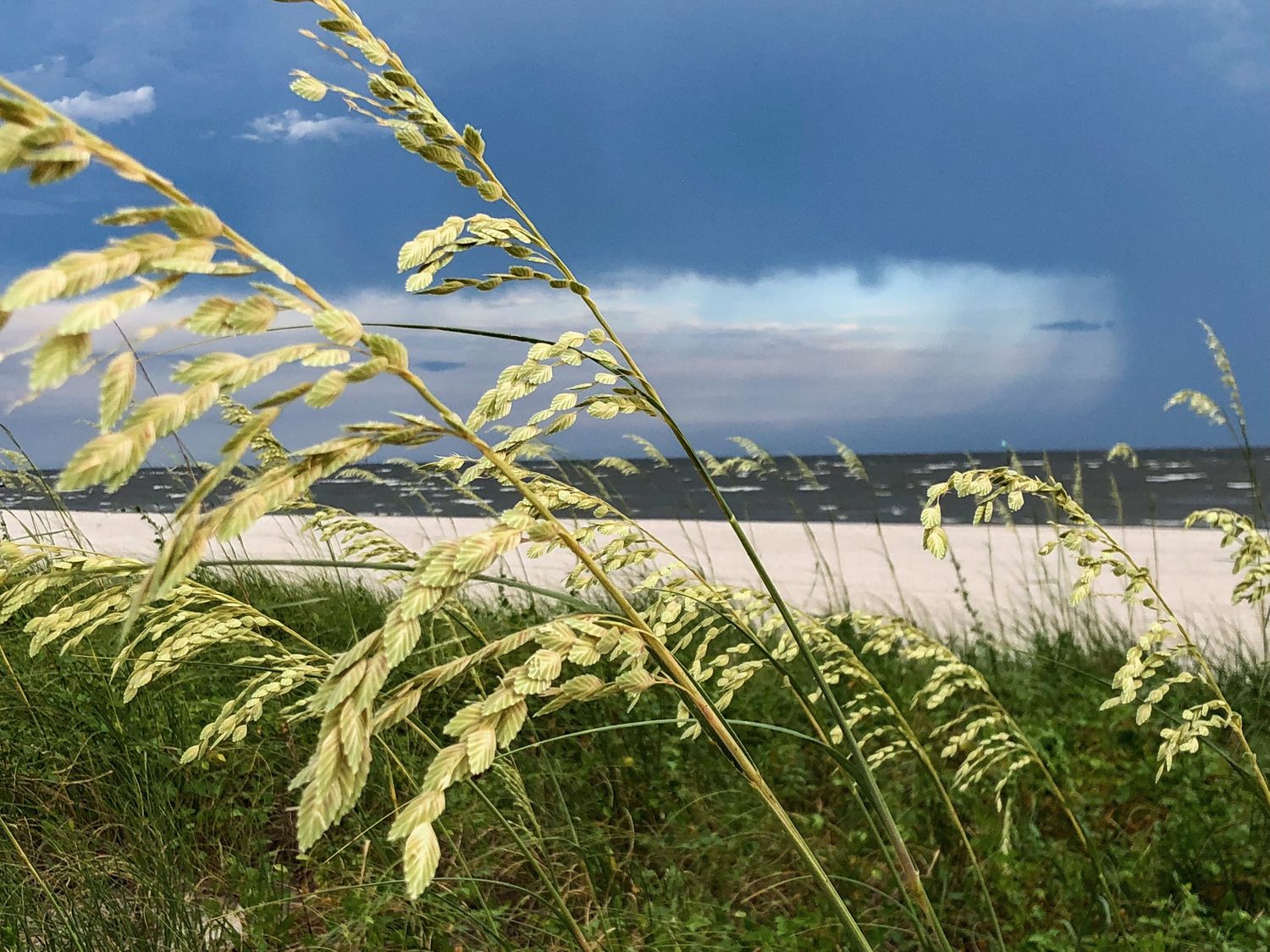 Sea Oats MS