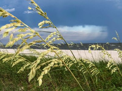 Sea Oats MS
