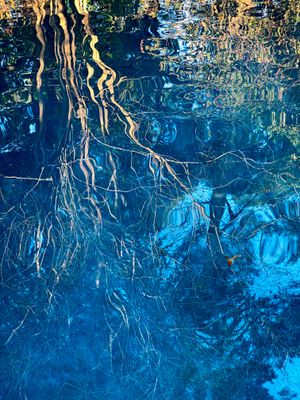 Crepe Myrtle Reflection