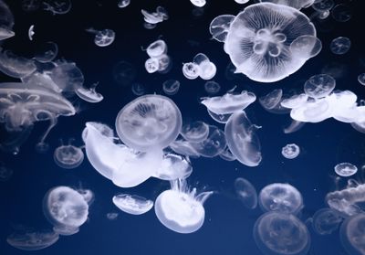 Jellyfish Bloom