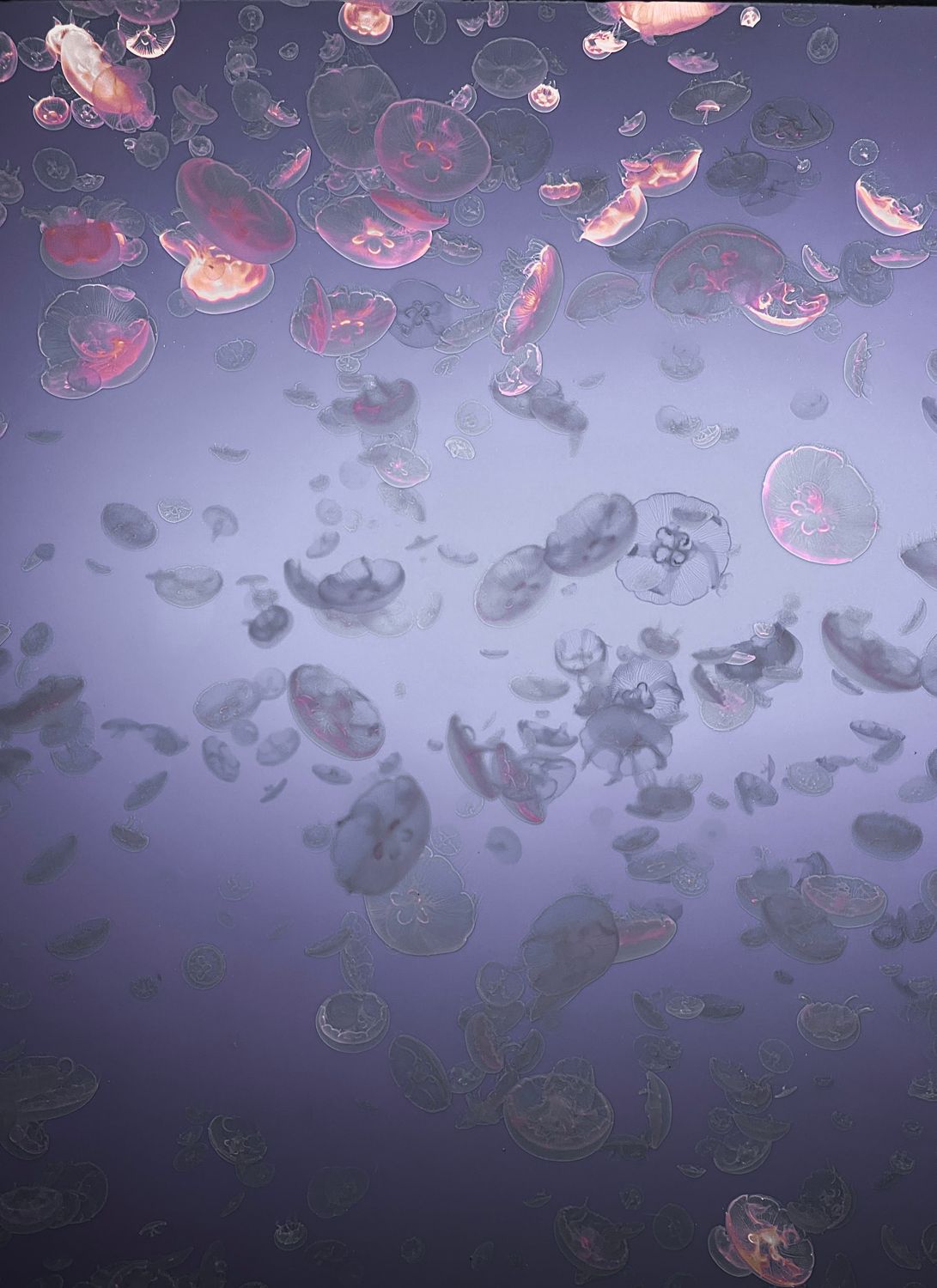 Jellyfish Confection