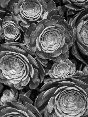 Aeonium Arboreum