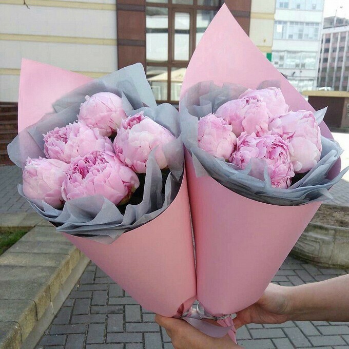 Голландские пионы 5 штук