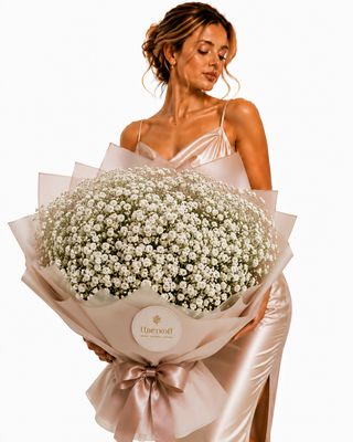 Gypsophila