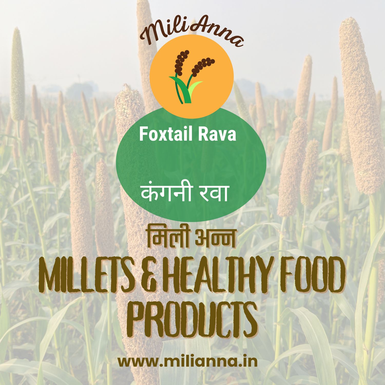 Foxtail Rava