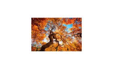 Fall