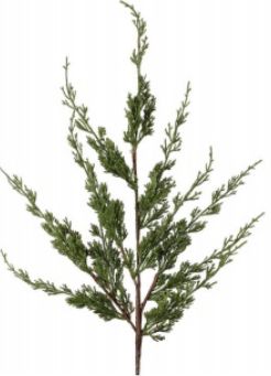 Real Touch Cypress Spray