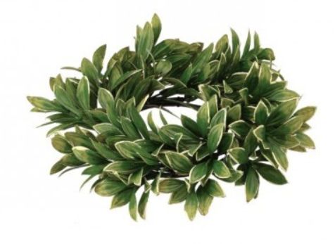 10 Inch Varigated Boxwood Candle Ring