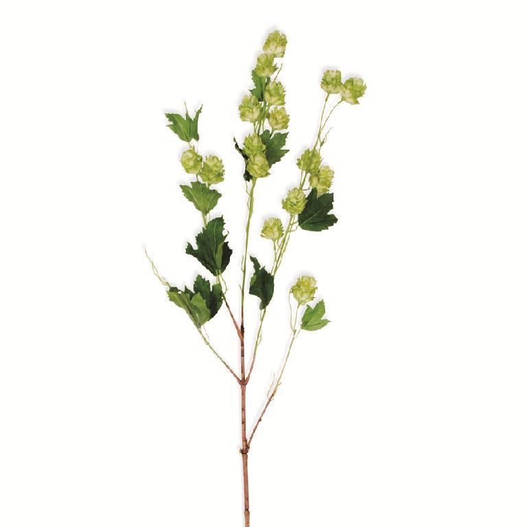 39 Inch Green Hops Stem