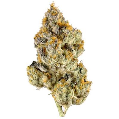 Pluto (Indica)