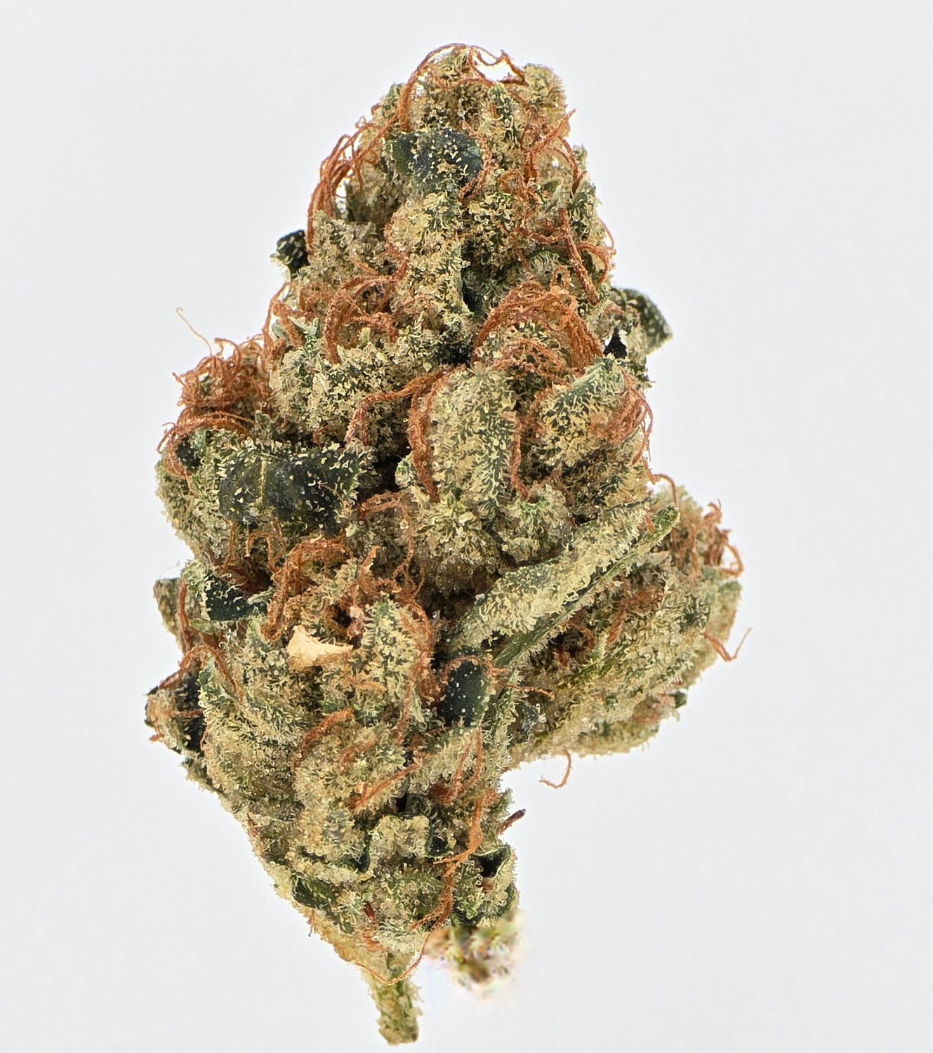 Sour Diesel x Kumquat (Sativa)