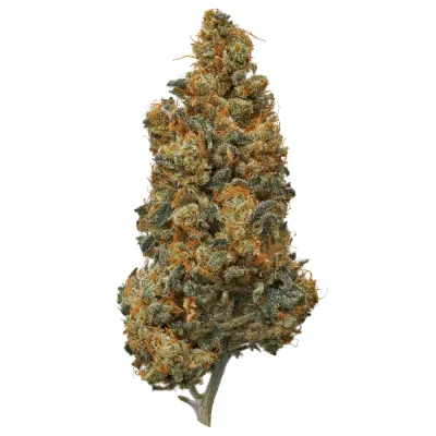 Grapefruit Haze (S/H)
