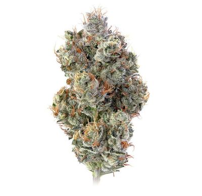 MotorBreath (Indica)