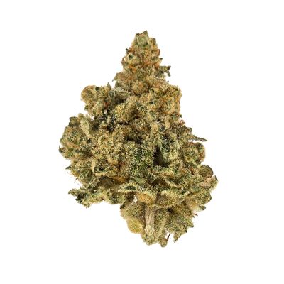 Animal Tsunami (Indica)