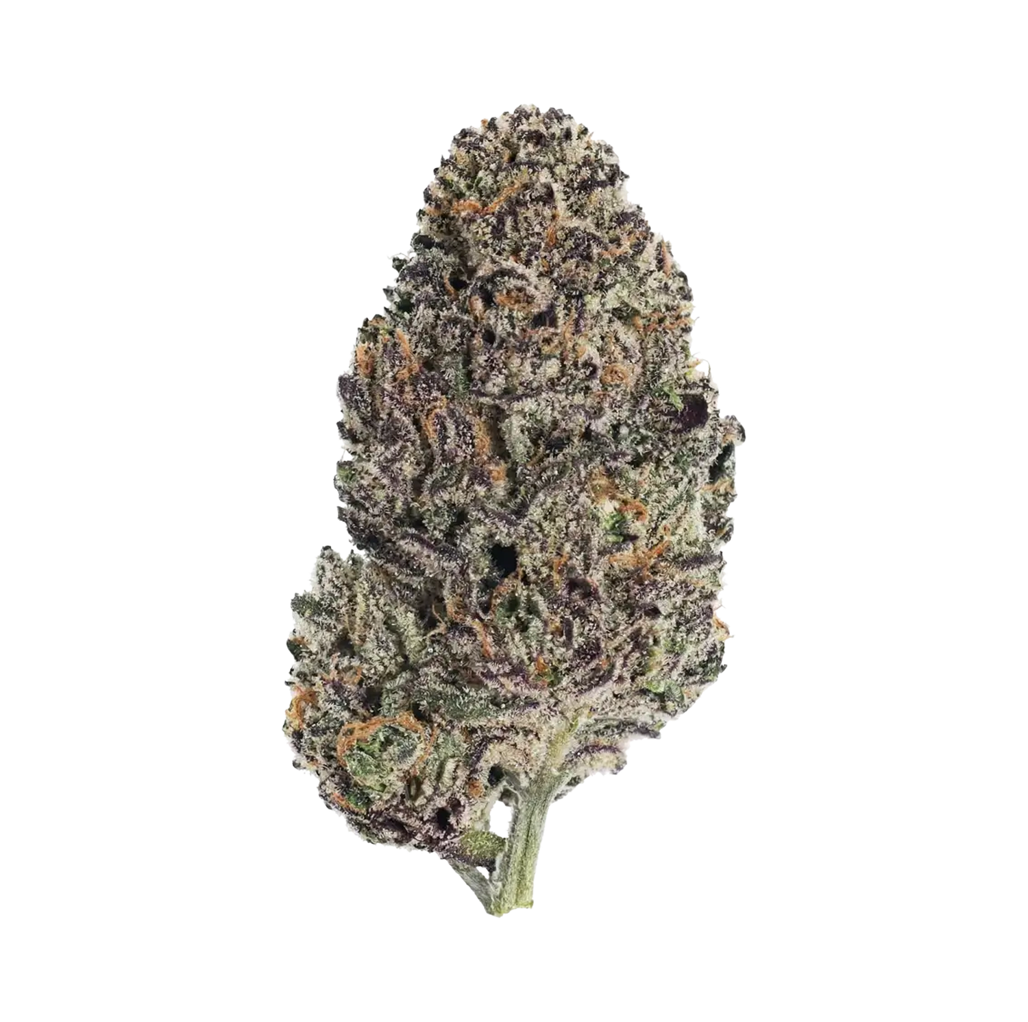 Blackberry Gelato (Hybrid)