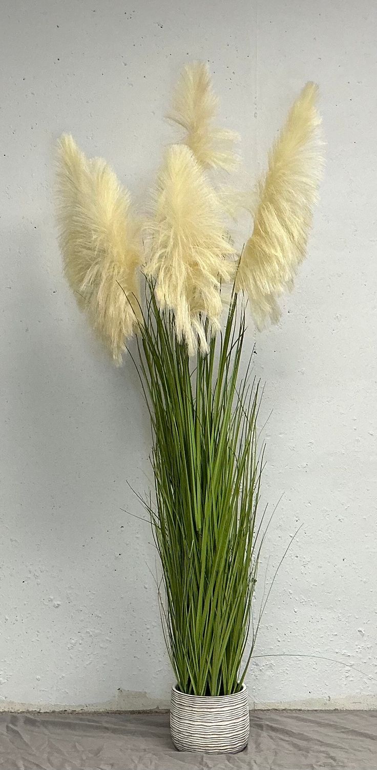 Tall Pampas