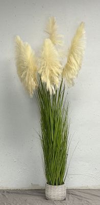 Tall Pampas