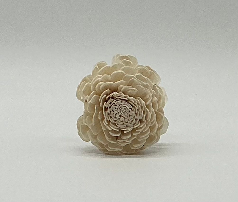 Ivory Carnation