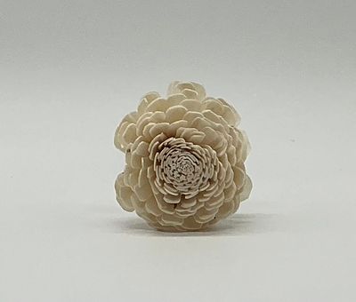Ivory Carnation