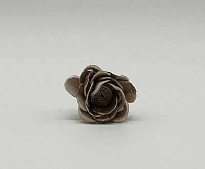 Brown Carnation