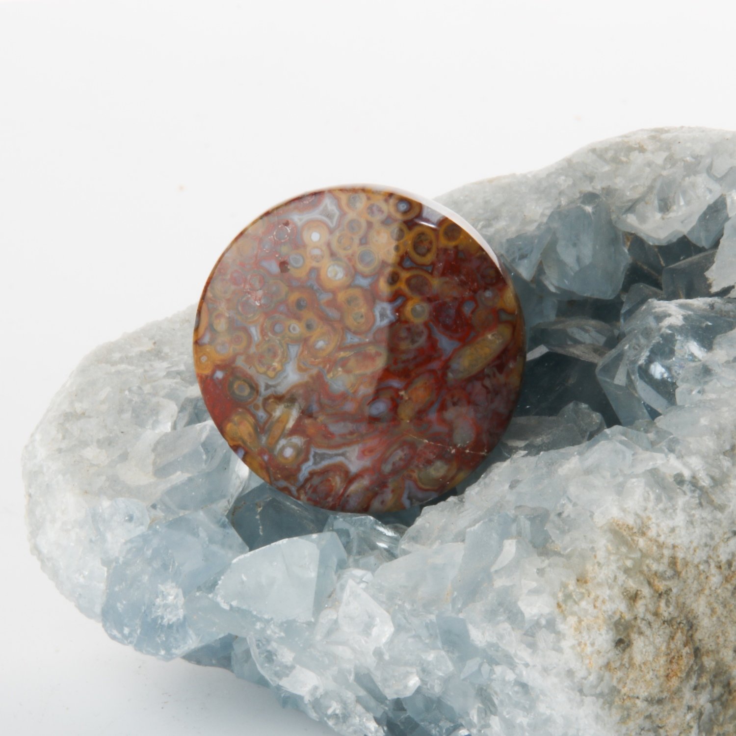 Circle Agatized Red Palm Root Cabochon