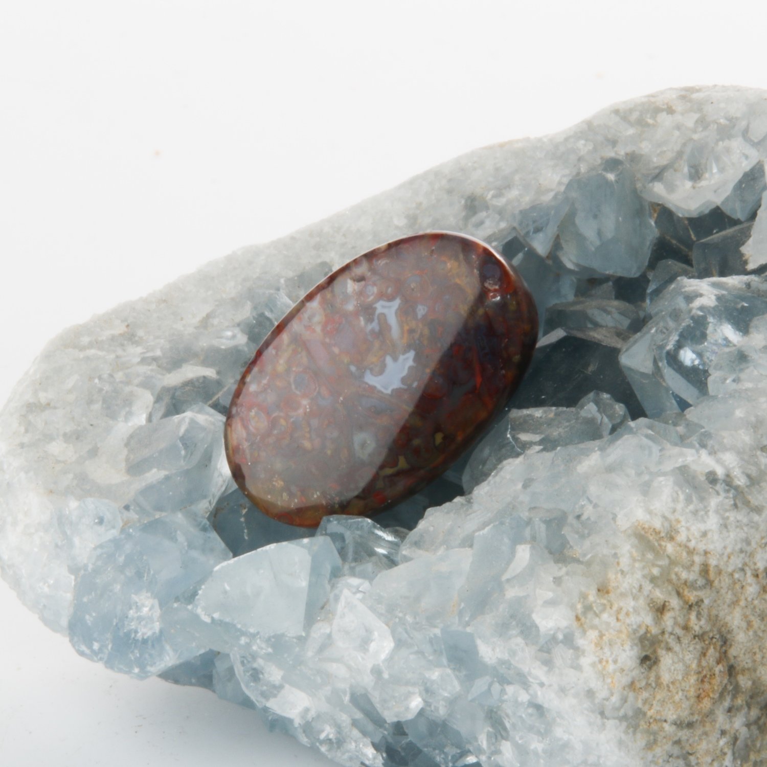 Red Palm Root Cabochon