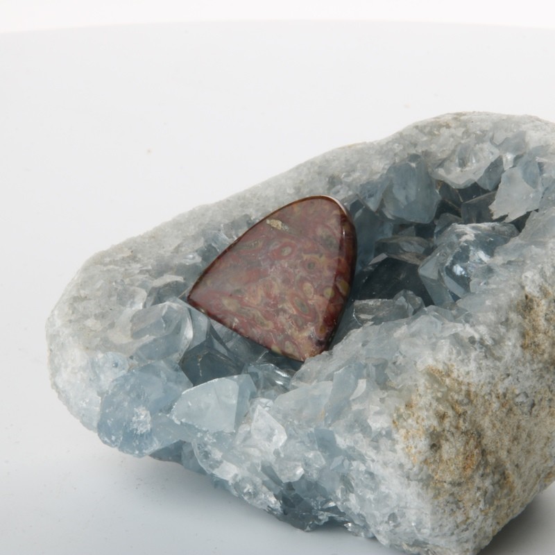 Red Palm Root Cabochon