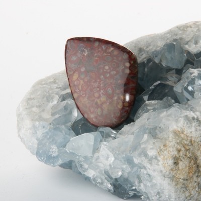Red Palm Root Cabochon