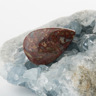 Red Palm Root Cabochon