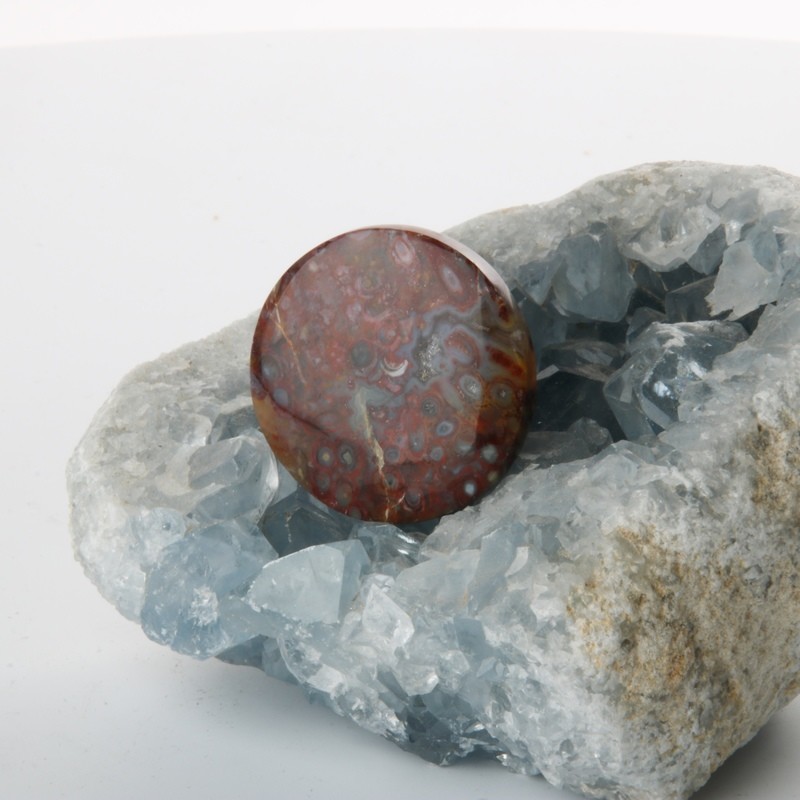 Circular Agatized Red Palm Root Cabochon Circular Agatized Red Palm Root Cabochon